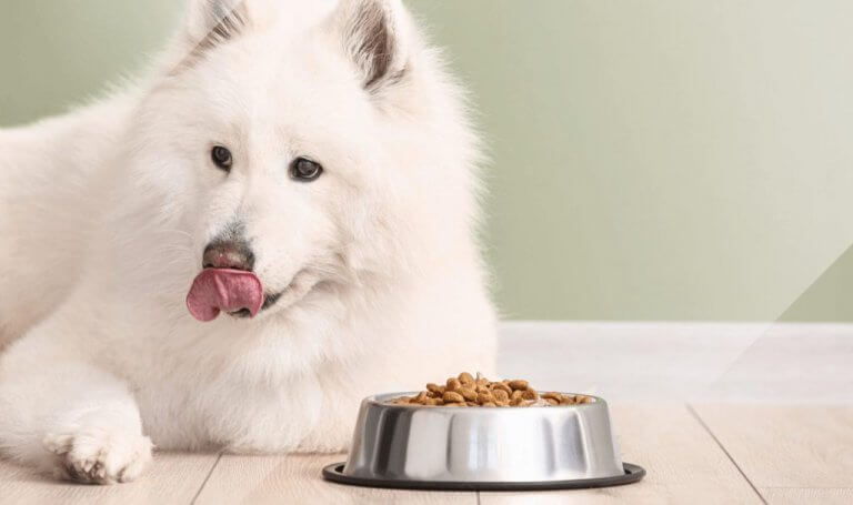 How To Compete in the Dog Food Industry