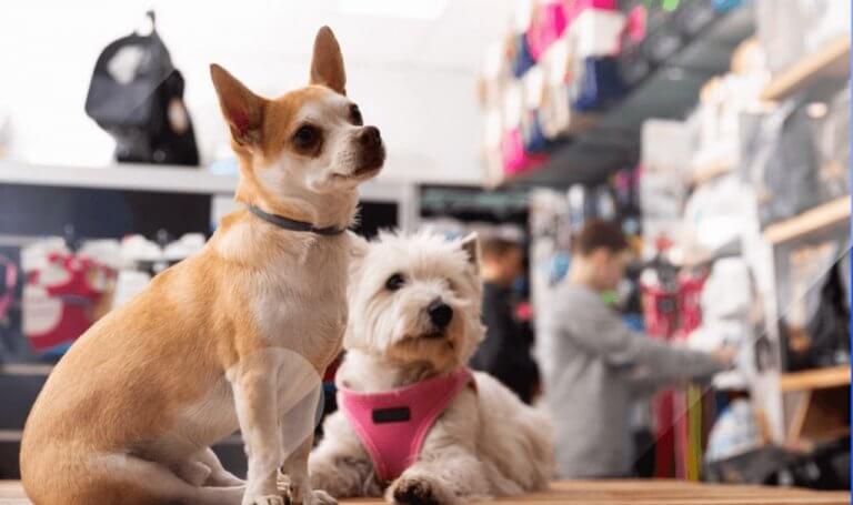 Ranked: Top 10 Pet Supply Brands on Amazon in 2021