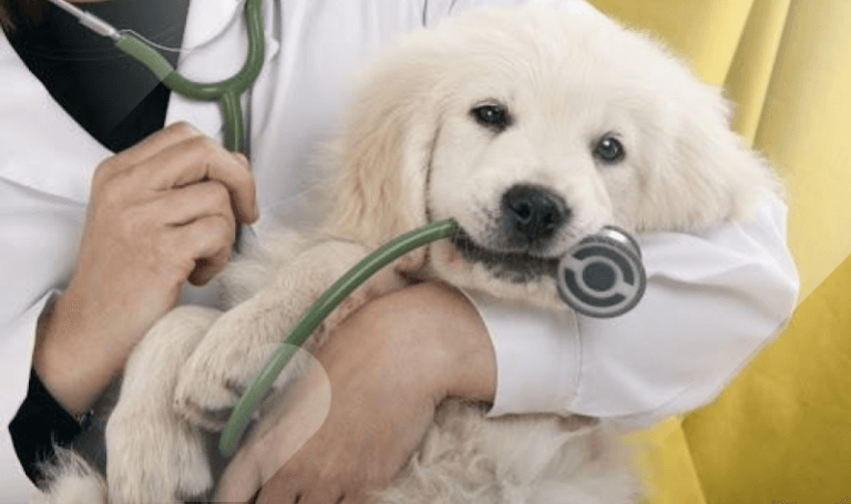 7 Expert Tips to Win in the Pet Insurance Industry