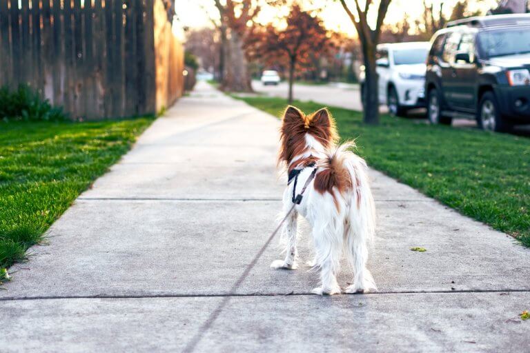 Traffic Down 4% for Chewy, up 30% for Rover